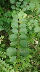 Lagerstroemia subcostata