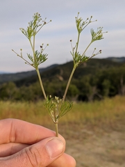Apiastrum angustifolium