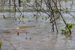Lepisosteus platostomus