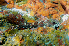 Bellapiscis lesleyae