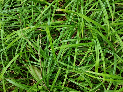 Наблюдение на iNaturalist