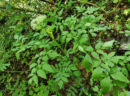 Наблюдение на iNaturalist