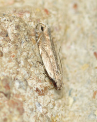 Battaristis concinnusella