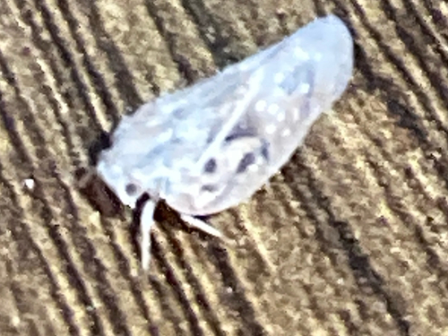 Citrus Flatid Planthopper
