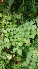 Lagerstroemia subcostata