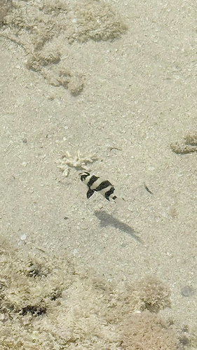 Chrysiptera annulata observed 2026-08-13