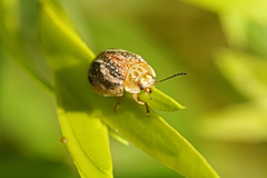 Paropsisterna semifumata