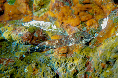 Bellapiscis lesleyae