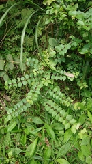 Lagerstroemia subcostata