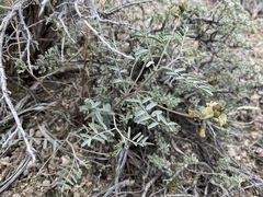 Astragalus toquimanus