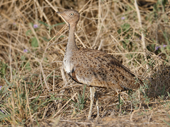 Buff-Crested Bustard photo 4