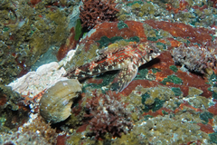 Bellapiscis lesleyae