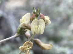 Astragalus toquimanus