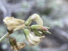 Astragalus toquimanus
