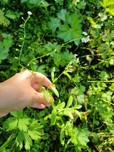 Наблюдение на iNaturalist