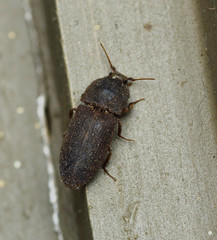 Agrypnus rectangularis