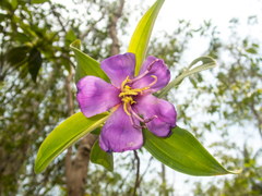 Melastoma saigonense