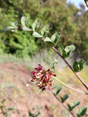 Hosackia crassifolia