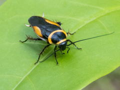 Hemithyrsocera vittata