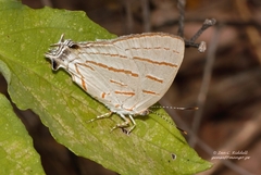 Hemiolaus caeculus