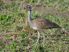 Eupodotis senegalensis