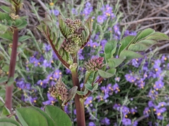 Hosackia crassifolia