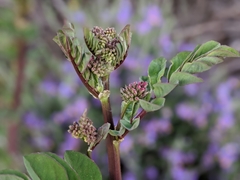 Hosackia crassifolia