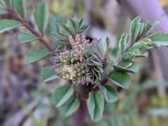 Hosackia crassifolia