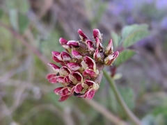 Hosackia crassifolia