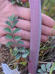 Hosackia crassifolia