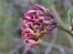Hosackia crassifolia