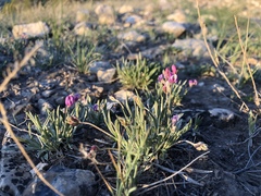 Astragalus spatulatus