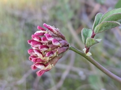 Hosackia crassifolia