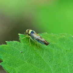 Colladonus montanus reductus