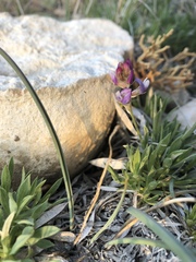 Astragalus spatulatus