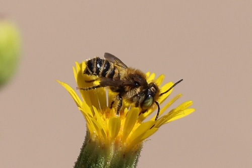 Megachile sidalceae