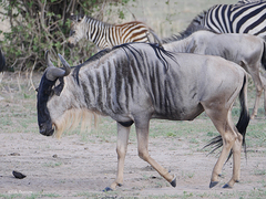 Connochaetes taurinus albojubatus