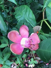 Pereskia