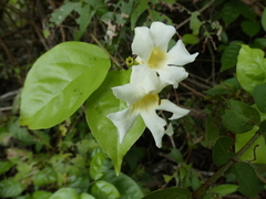 Bignonia potosina