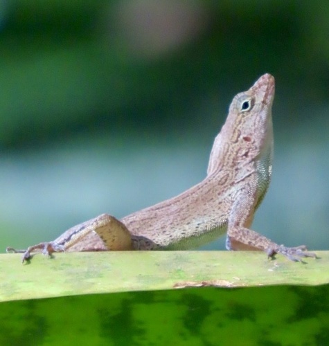 Crested Anole (Anolis cristatellus)