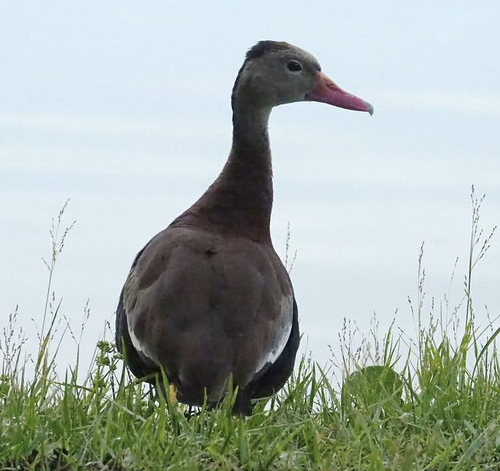Black-bellied Whistling-Duck