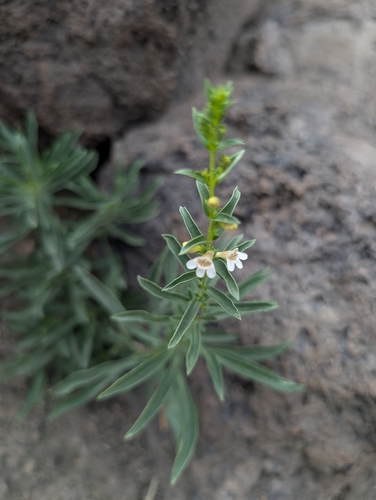 Penstemon deustus, 2026-08-16