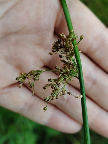 Наблюдение на iNaturalist
