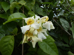 Bignonia potosina