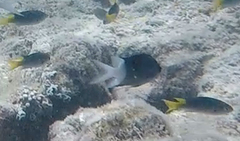 Acanthochromis polyacanthus