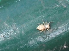 Phintelloides versicolor