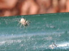 Phintelloides versicolor