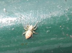 Phintelloides versicolor