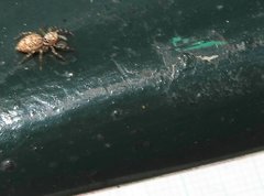 Phintelloides versicolor