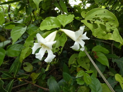 Bignonia potosina